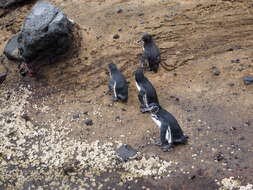 Image of Galapagos Penguin