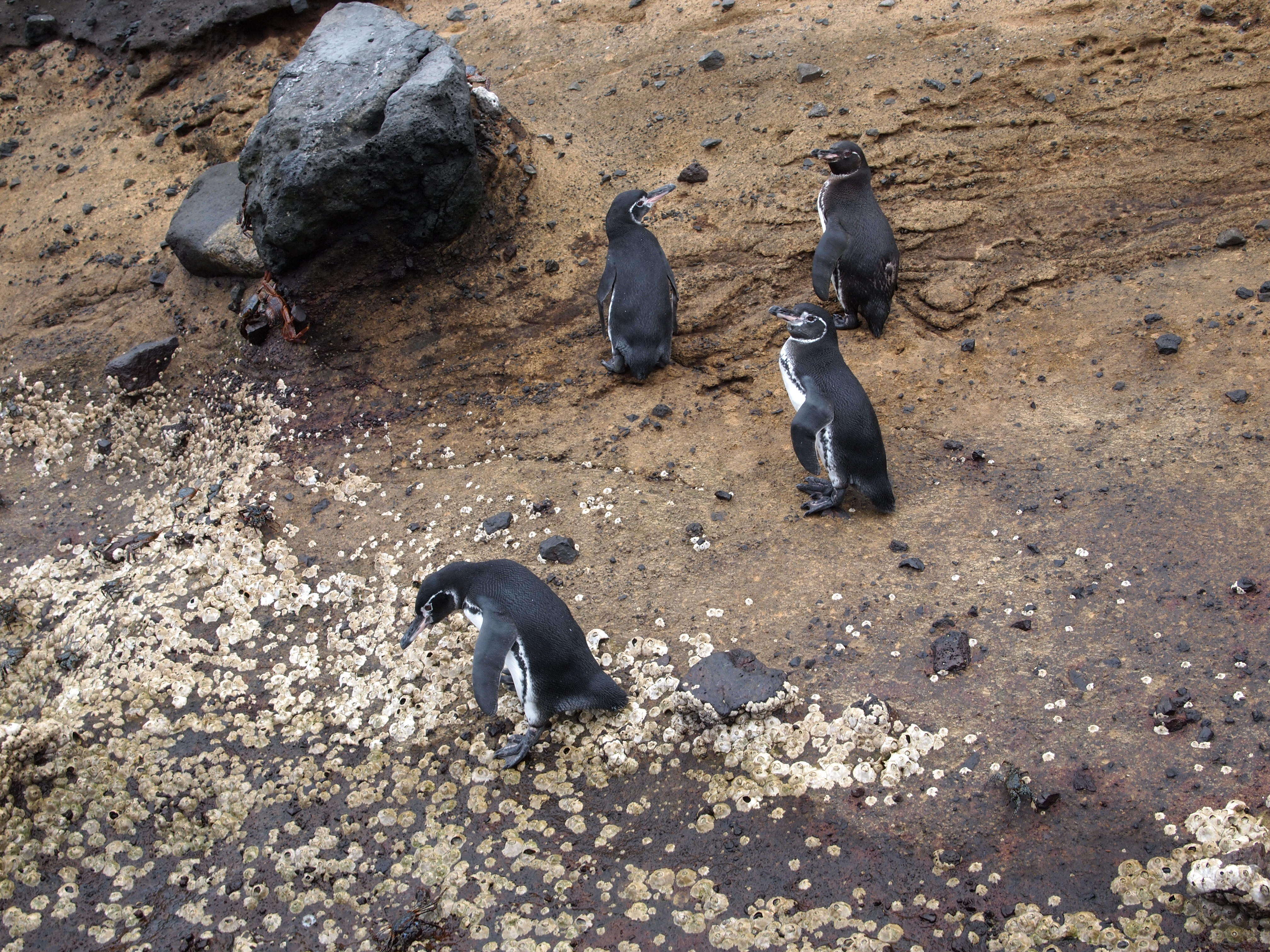 Image of Galapagos Penguin