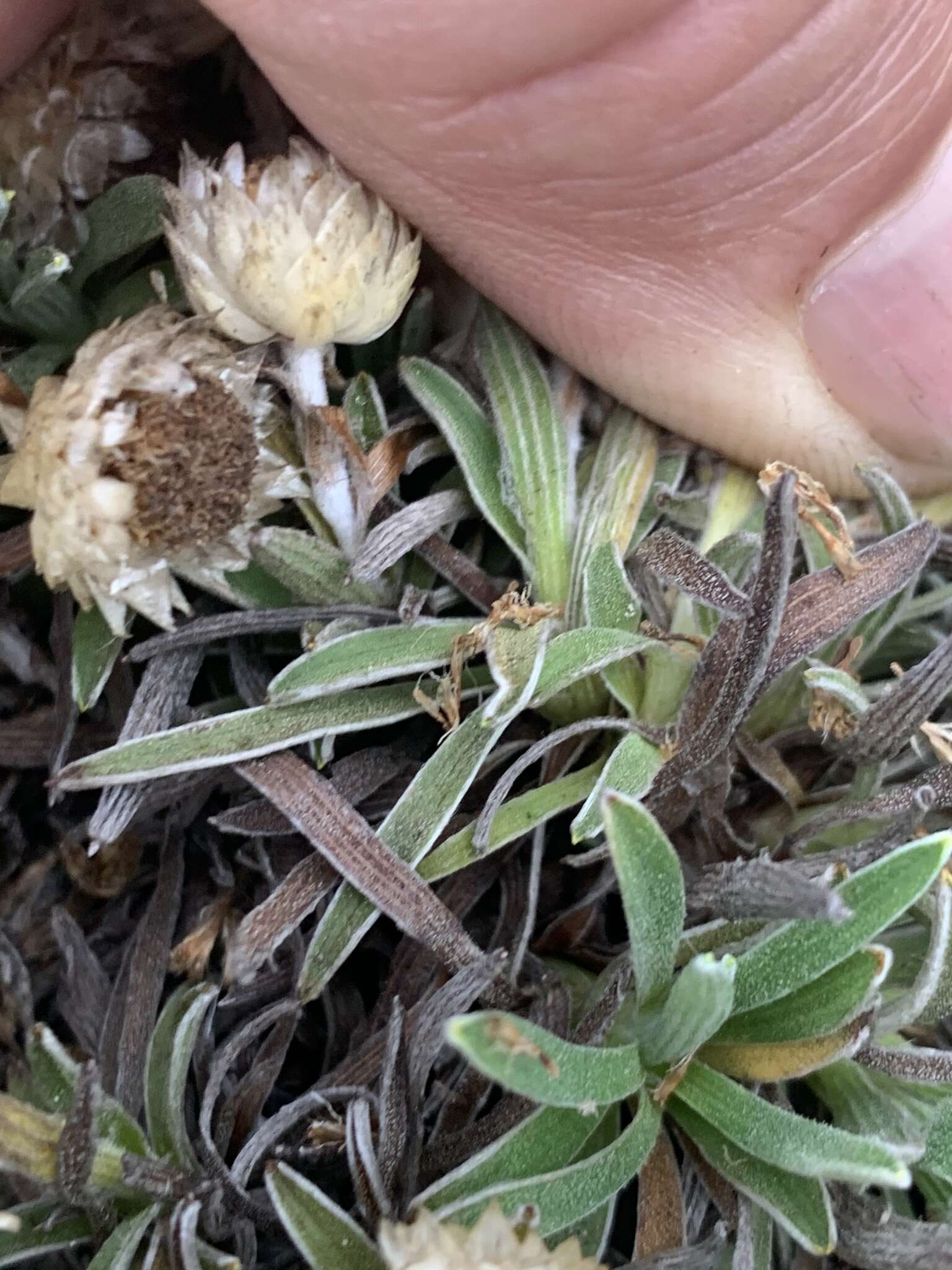 Image of Helichrysum confertifolium Klatt