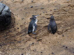 Imagem de Pinguim-das-galápagos