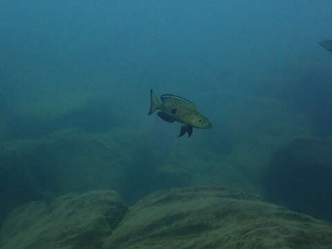 Lepidiolamprologus attenuatus (Steindachner 1909) resmi