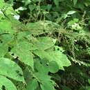 Image of Appalachian False Goat's-Beard