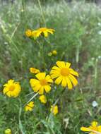 Image of California ragwort