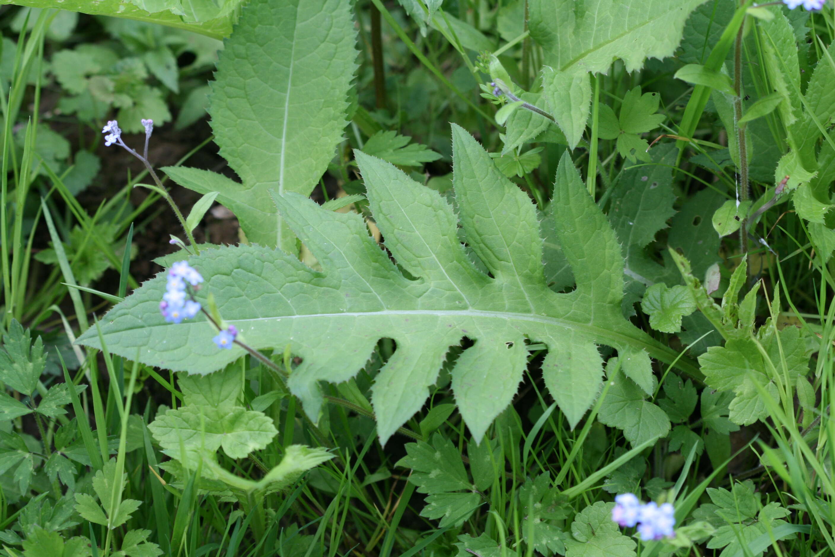 Image of Cabbage Thistle