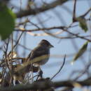 Image of Grey Pileated Finch