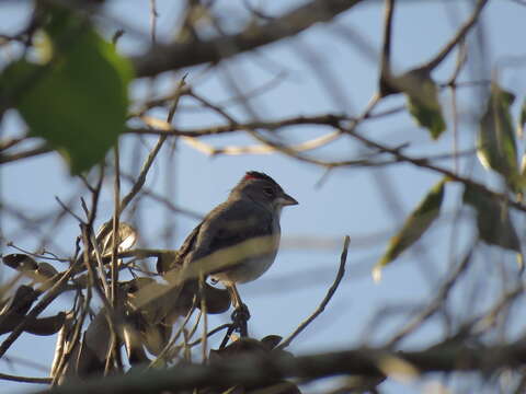 Image of Grey Pileated Finch