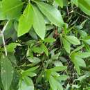 Слика од Illicium parviflorum Michx.