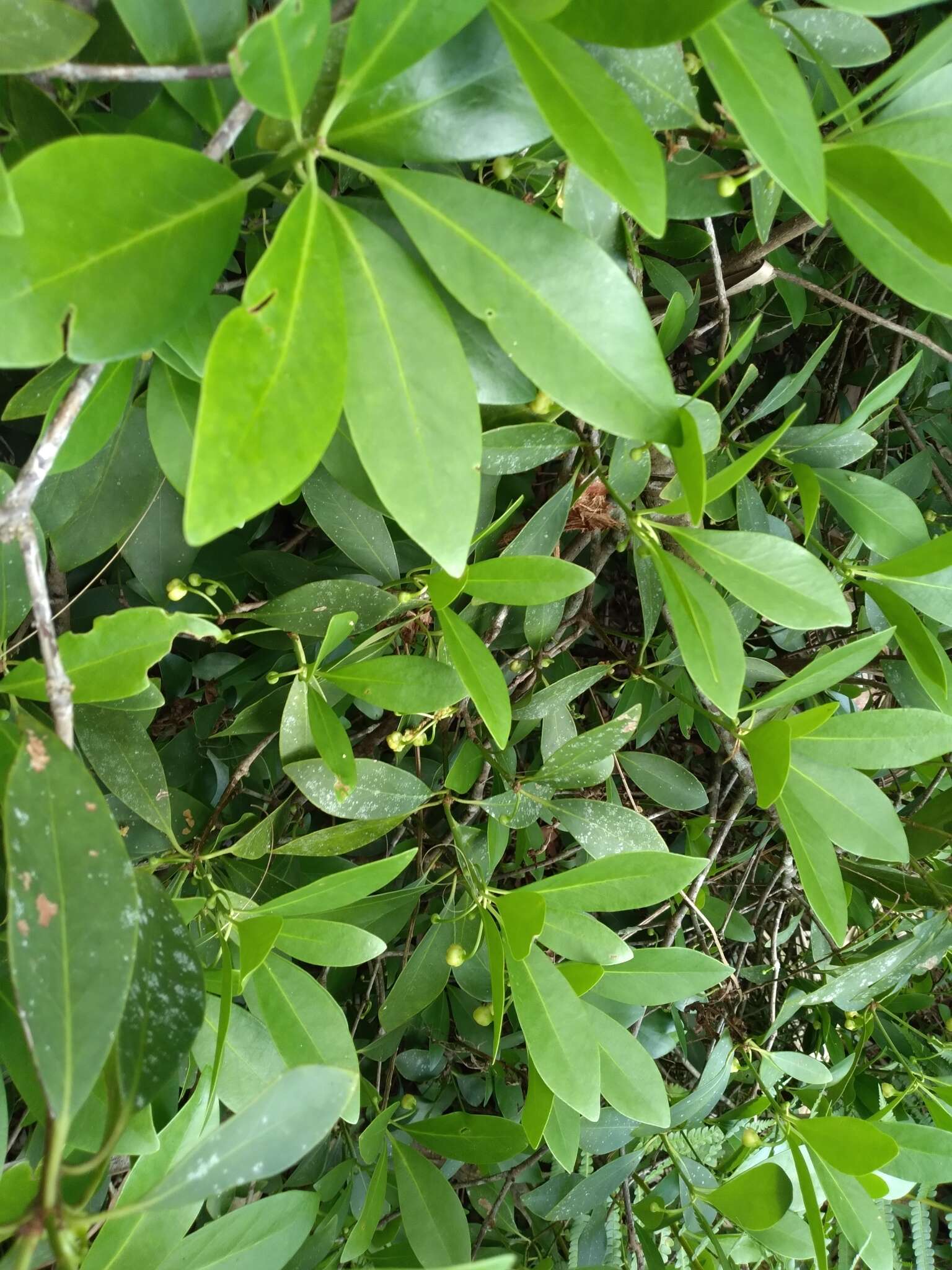 Image de Illicium parviflorum Michx.