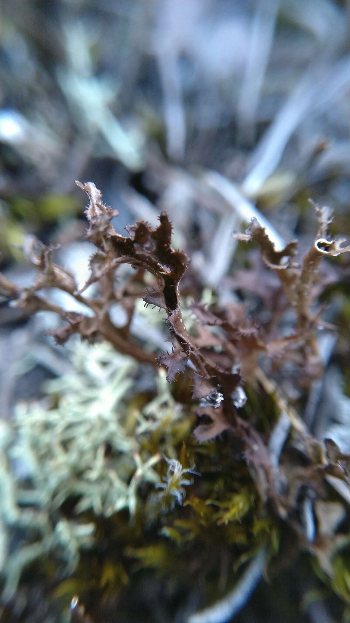 Image of Cetraria islandica subsp. crispiformis (Räsänen) Kärnefelt