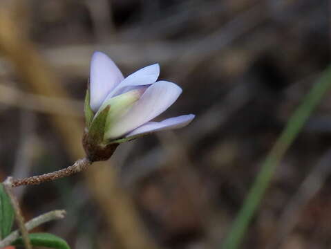 Image of <i>Lotononis complanata</i>