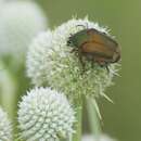 Image of Green June Beetle