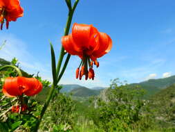 Image of Lilium pomponium L.