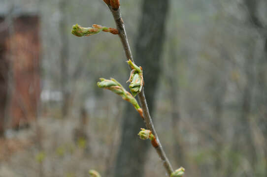 Image of Mongolian Oak