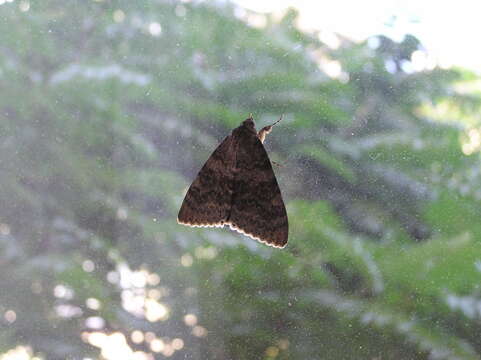 Image of french red underwing