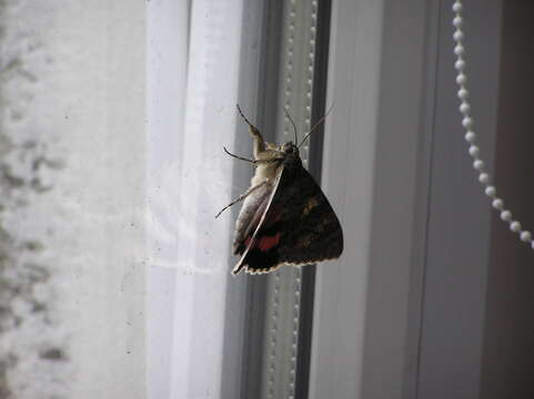 Image of french red underwing