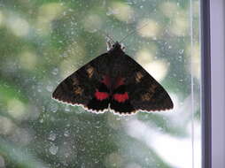 Image of french red underwing