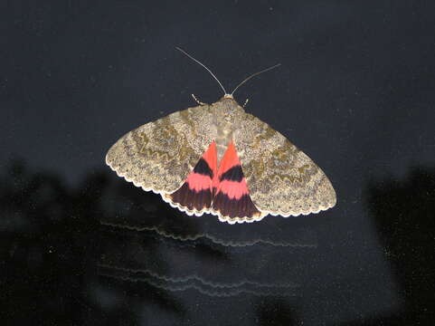 Image of french red underwing