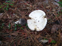 Image of Amanita mutabilis Beardslee 1919