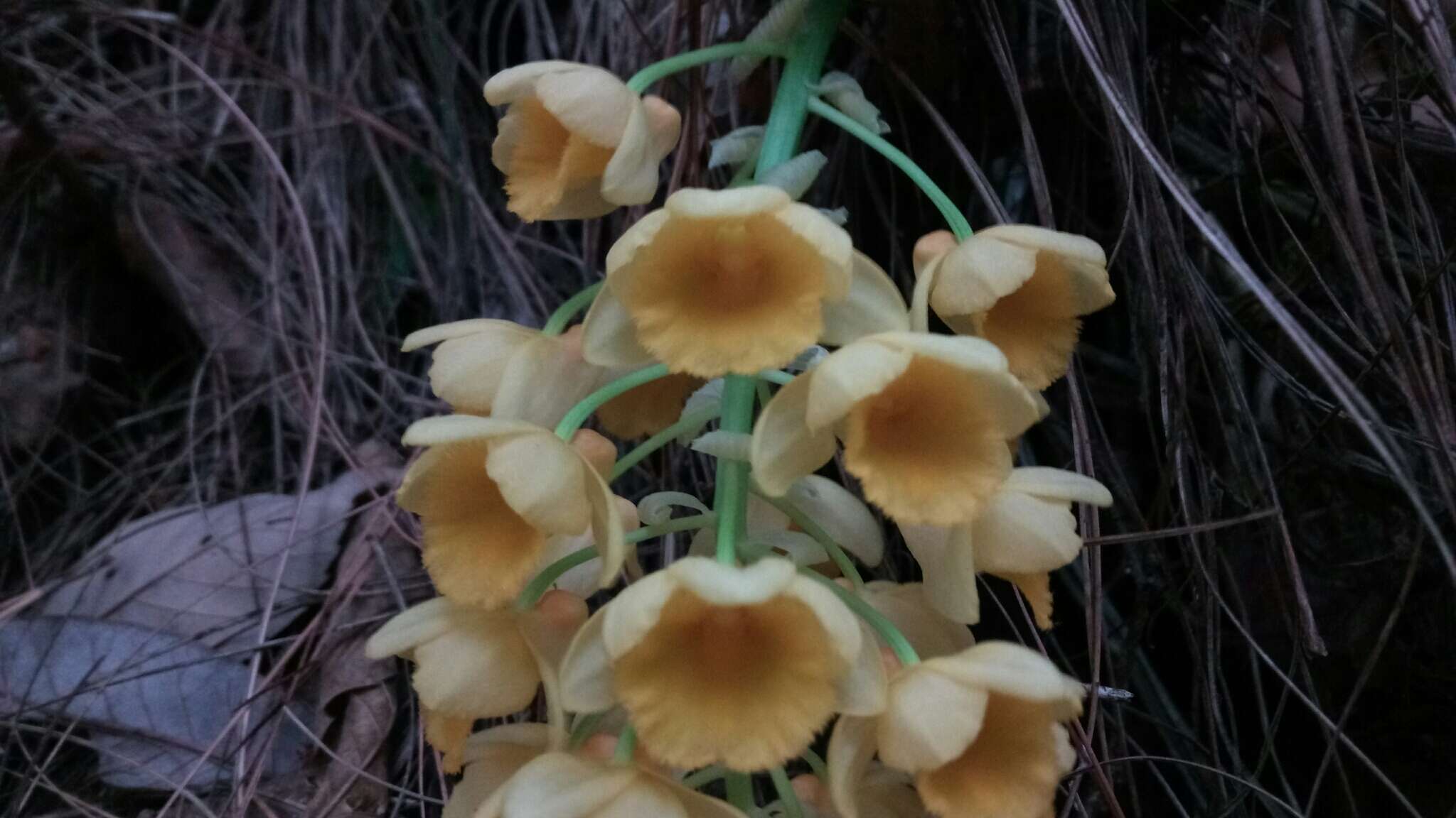 Imagem de Dendrobium densiflorum Lindl.