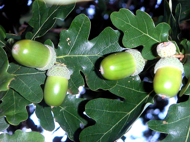 Quercus robur (rights holder: )