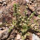 Image of barbwire Russian thistle
