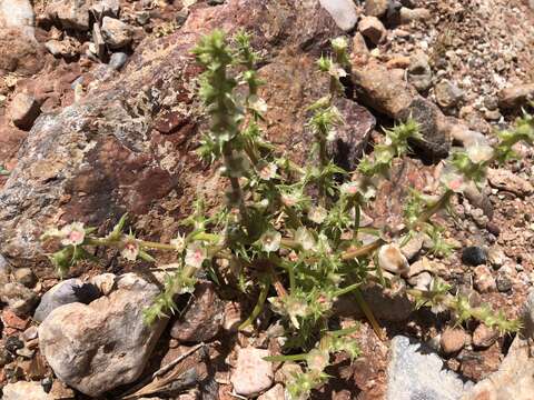 Image of barbwire Russian thistle