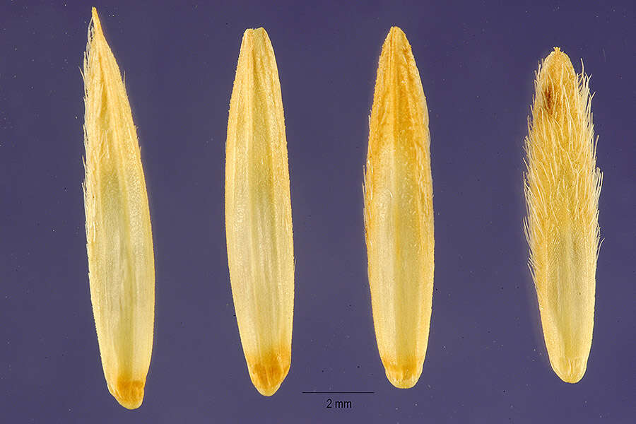 Image of intermediate wheatgrass