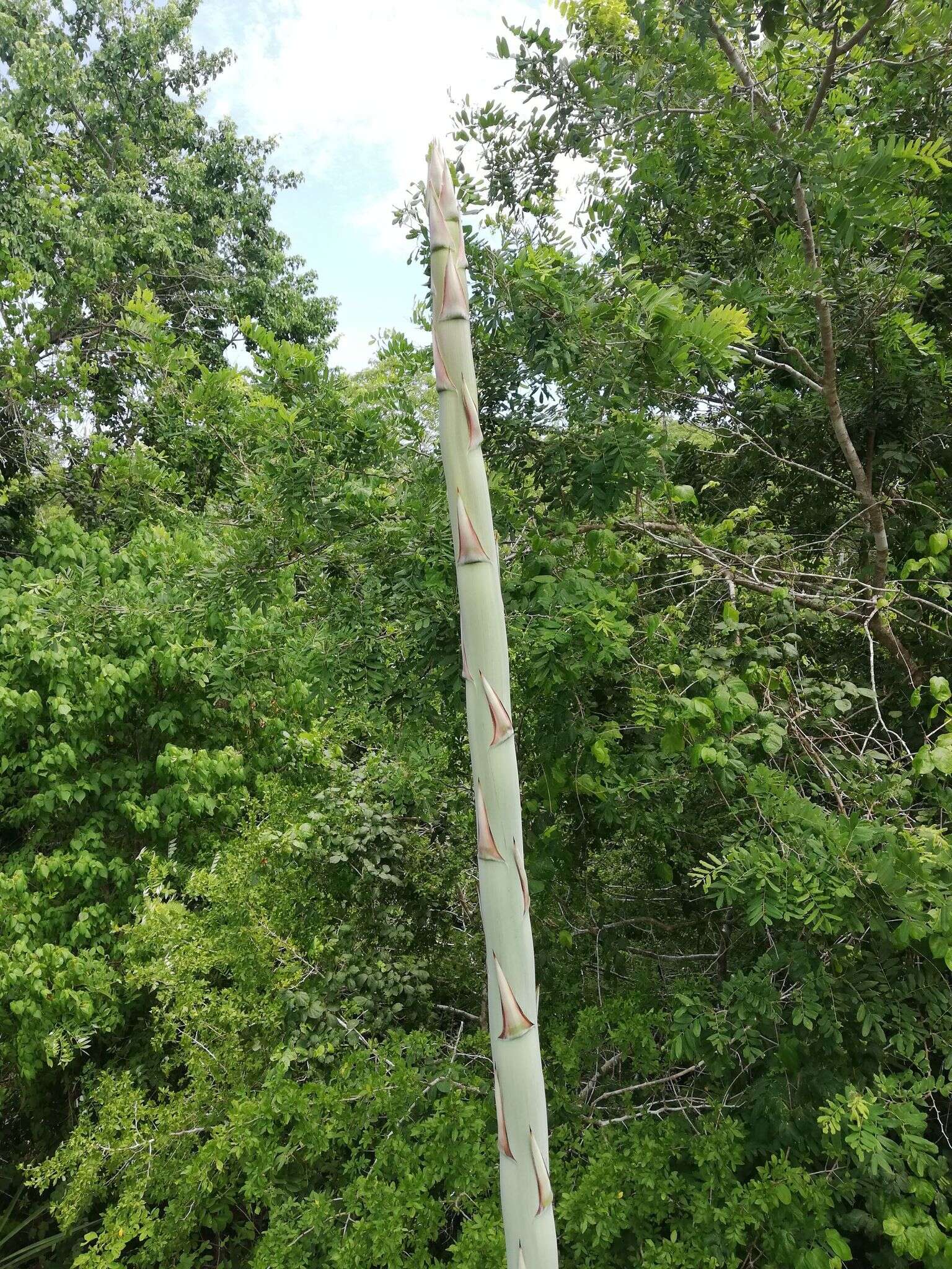 Plancia ëd Agave rhodacantha Trel.