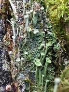 Image of Mealy Pixie-cup Lichen