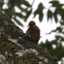 Image of Rufous-winged Woodpecker