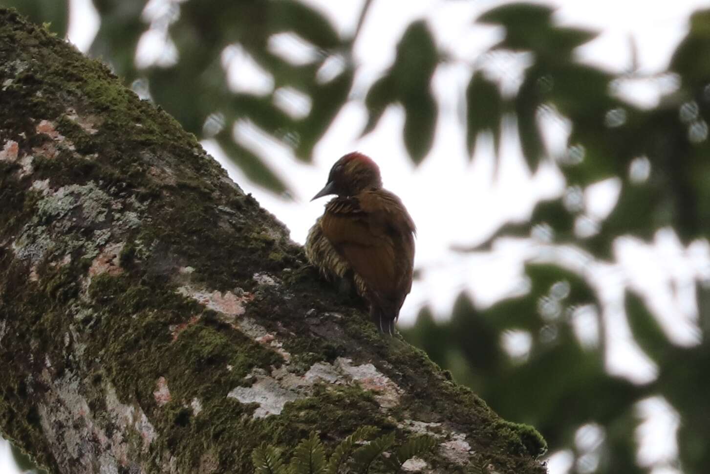 Image of Rufous-winged Woodpecker