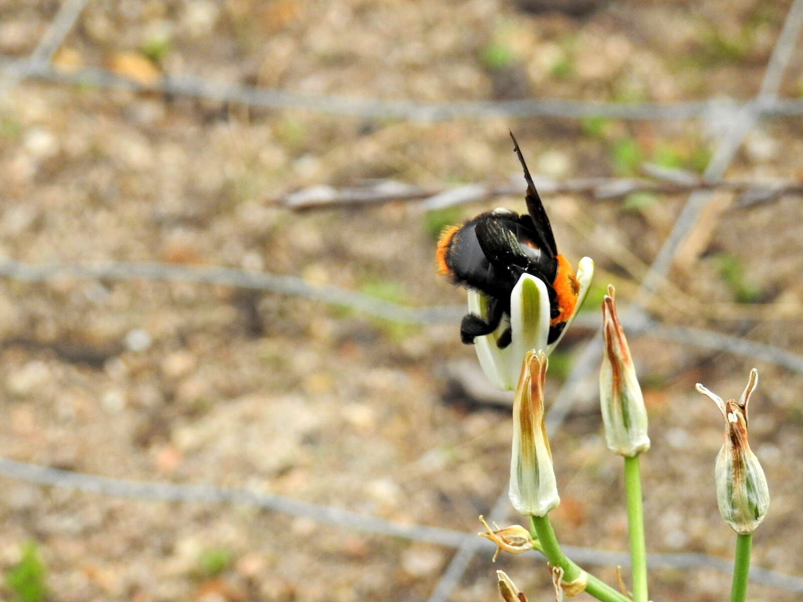 Plancia ëd Xylocopa flavorufa (De Geer 1778)