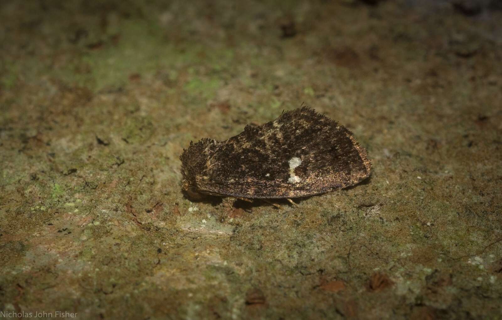 Sivun Elusa semipecten Swinhoe 1901 kuva