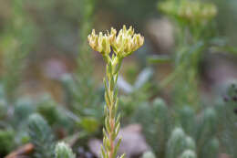 Image of Petrosedum ochroleucum (Chaix) Niederle