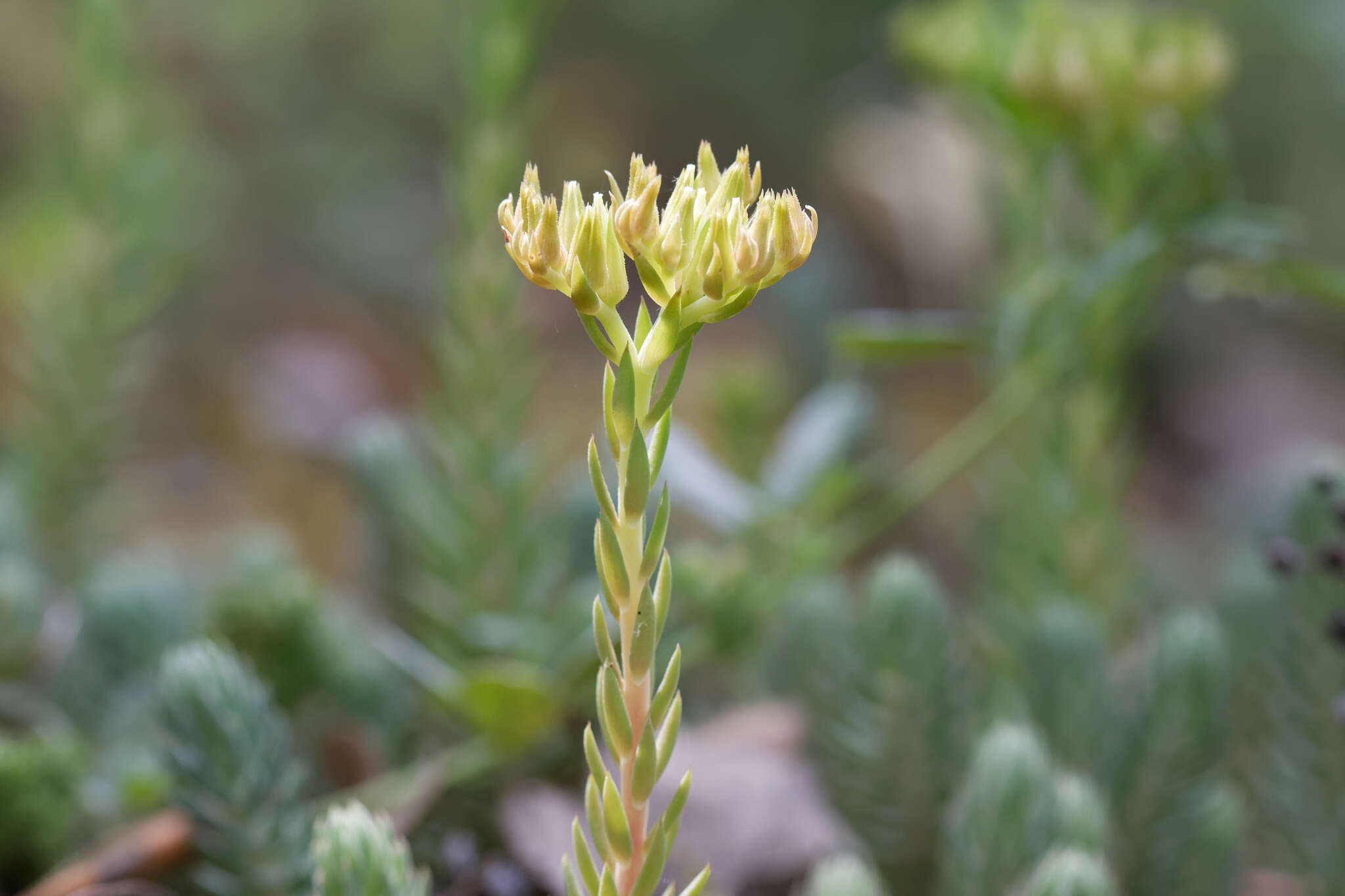 Слика од Petrosedum ochroleucum (Chaix) Niederle