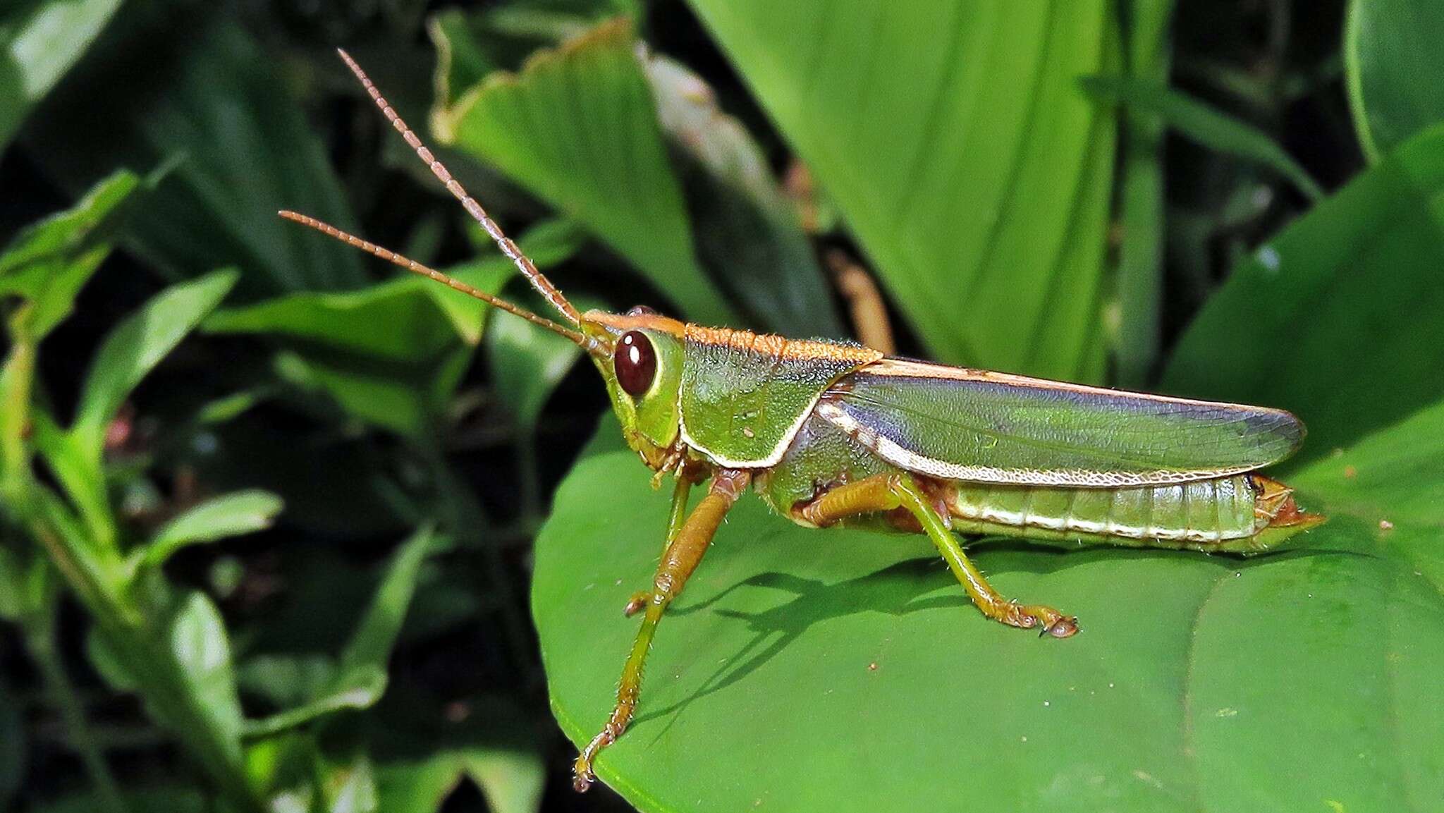 Plancia ëd Staleochlora trilineata (Serville 1831)