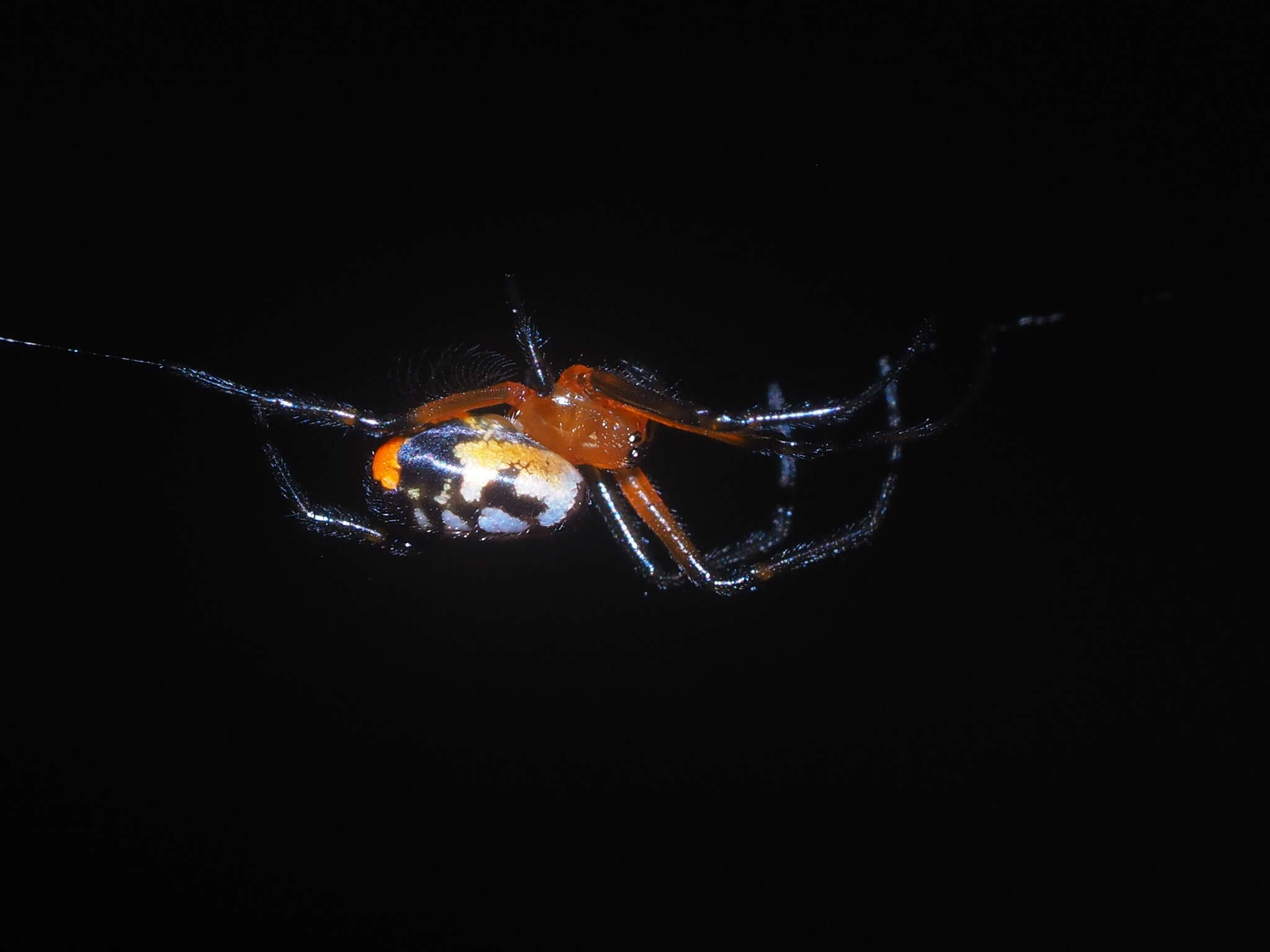 Image of Leucauge fastigata