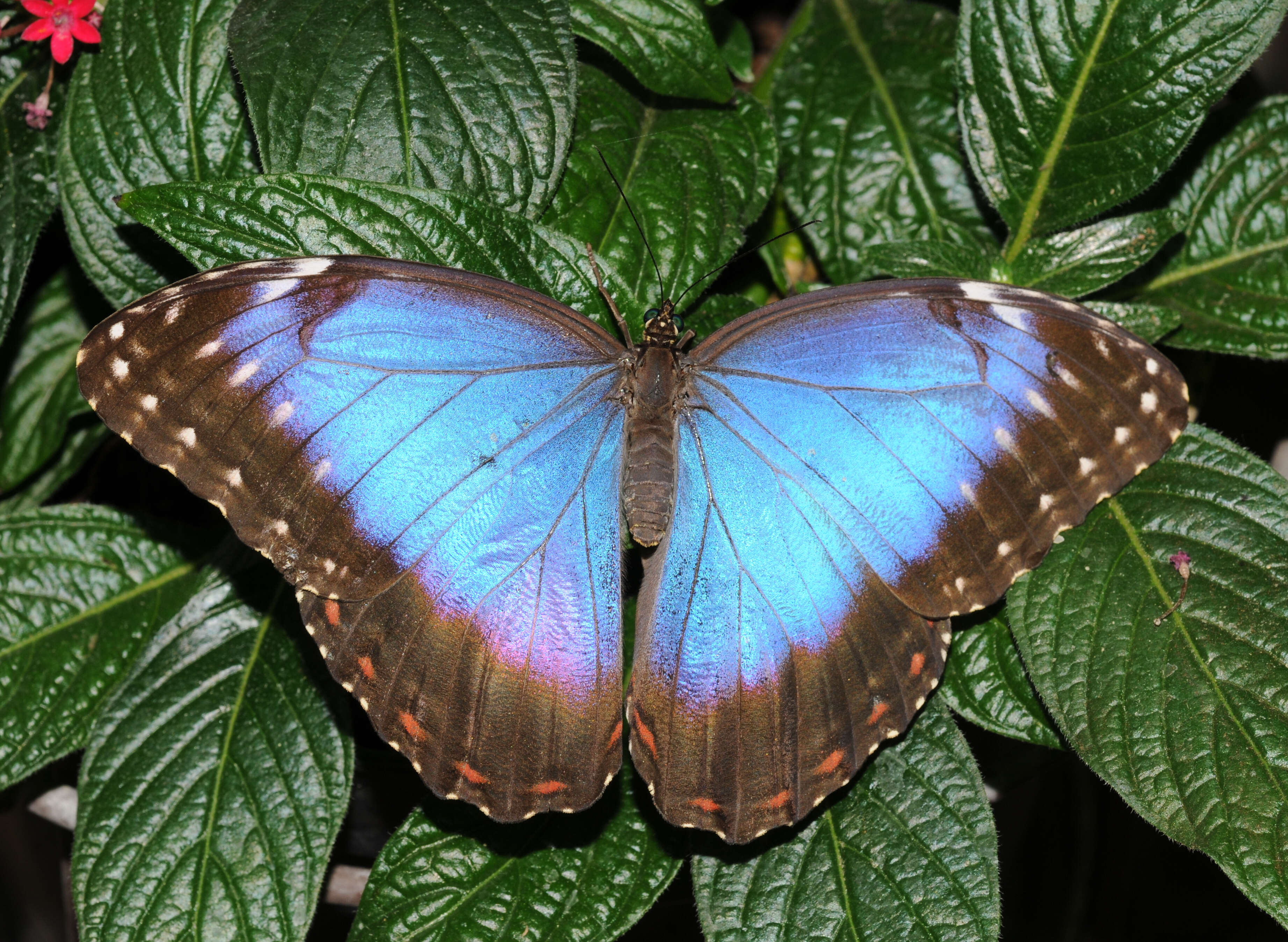 Plancia ëd Morpho peleides Kollar 1850