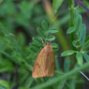 Image of clouded buff