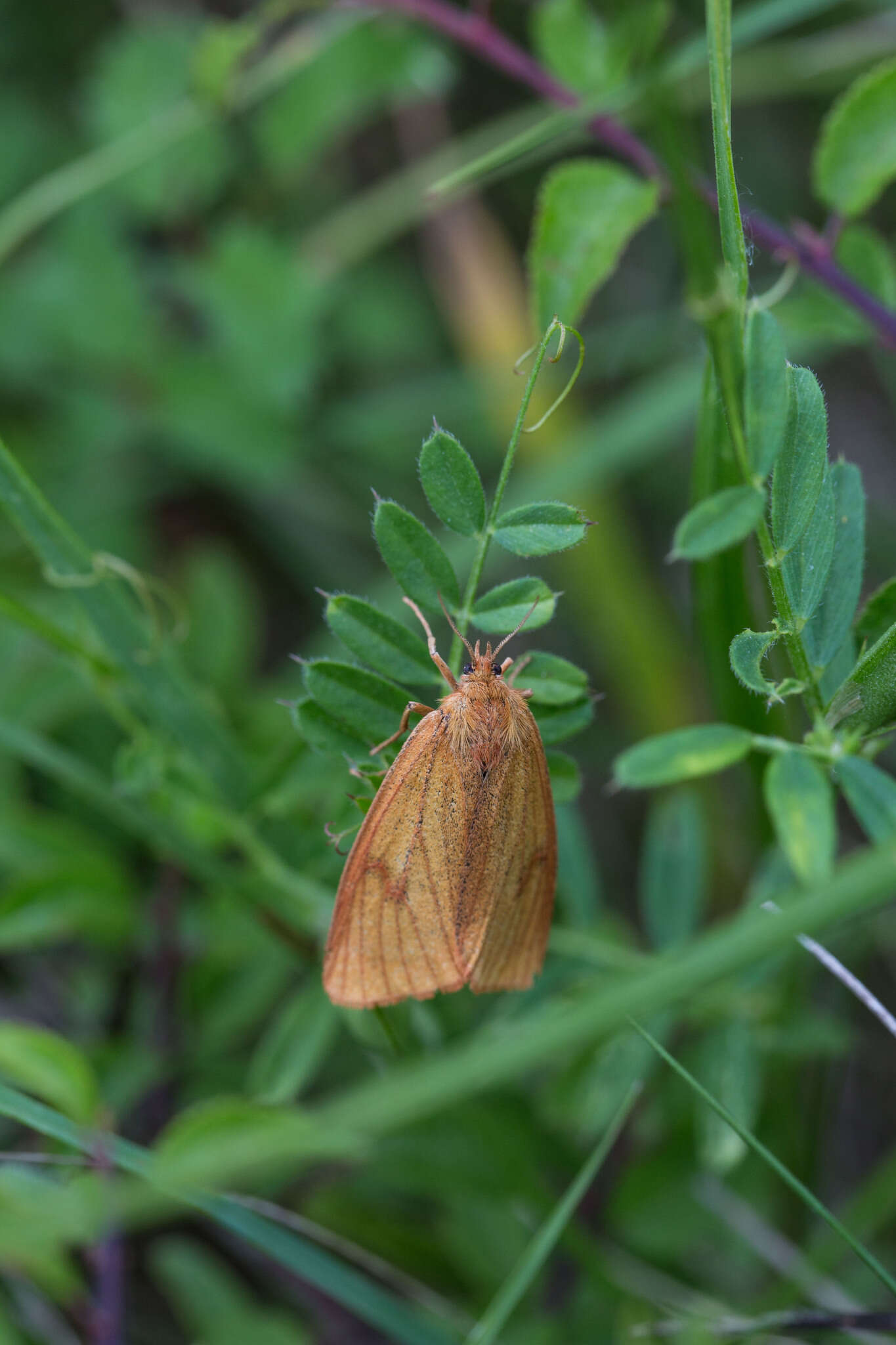 Image of Micrarctiina