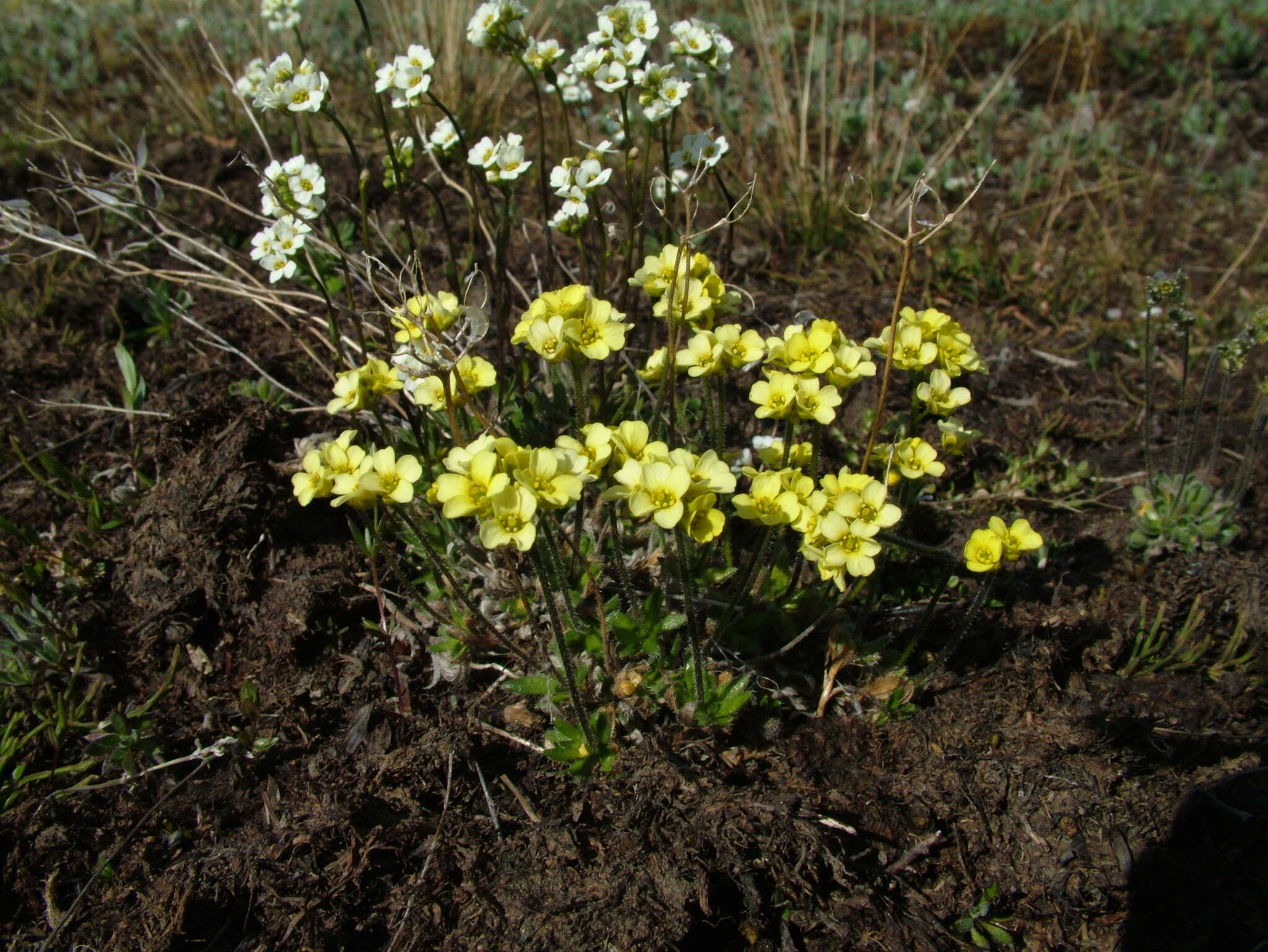 Image of alpine draba