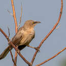 Image of Large Grey Babbler