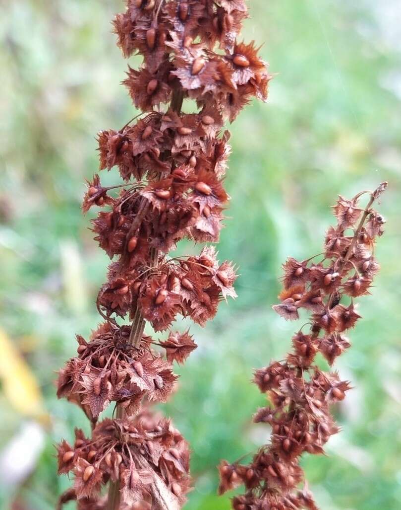 Rumex stenophyllus Ledeb. resmi