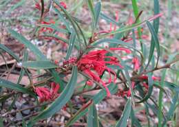 Image of Grevillea dimorpha F. Müll.