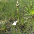 Imagem de Lobelia paludosa Nutt.