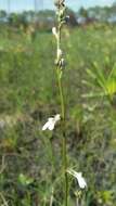 Image of White Lobelia