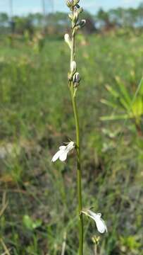 Imagem de Lobelia paludosa Nutt.