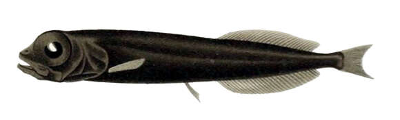 Image of Xenodermichthys