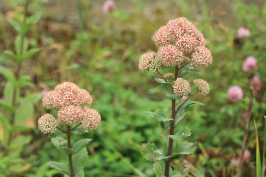 Sivun Hylotelephium erythrostictum (Miq.) H. Ohba kuva