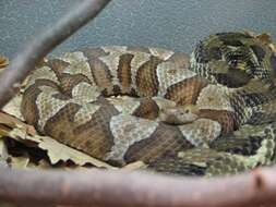 Image of Copperhead